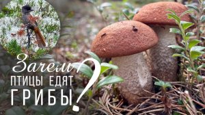 Птицы едят грибы. Вы такого никогда не видели!