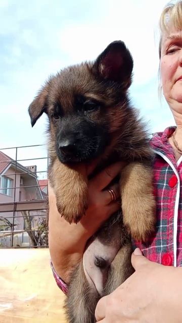 Баларис УТРИШ, 2 месяца 10 дней. смотреть онлайн