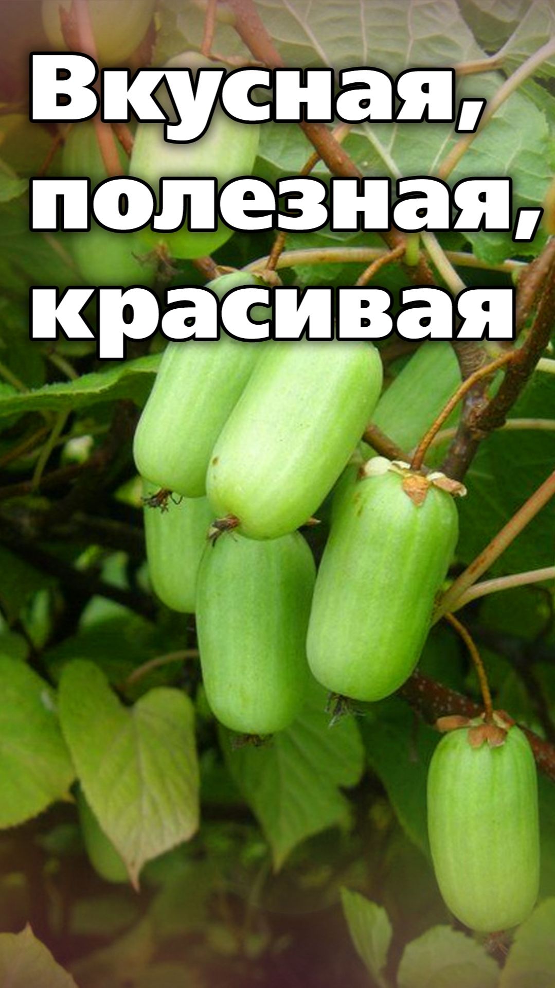 Лиана, которой нет равных. Знакомимся с актинидией смотреть онлайн