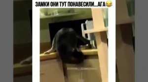 воришка