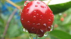 Дмитрий Качмар. "Перезвоню"