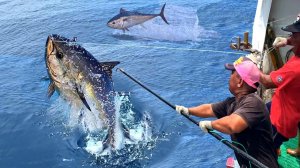 Протяженность 800 км! Мастер ловли гигантского синего тунца, лучший синий тунец в мире