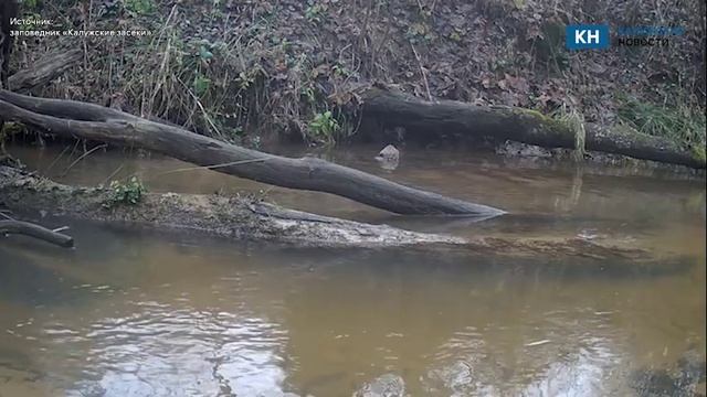 Норку «Калужских засек» сняли за купанием смотреть онлайн