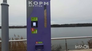 1000040364.mp4 Кормление уток.