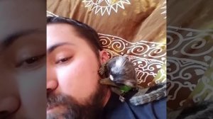 Маленький примат ухаживает за бородой |ASMR - Груминг