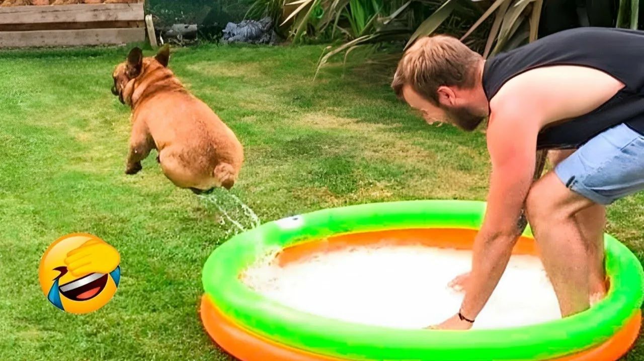 СМЕШНО ДО СЛЕЗ 😹😍 СМЕШНЫЕ КОТЫ, ЛУЧШИЕ ПРИКОЛЫ С КОТАМИ, СОБАКАМИ КОШКИ,СОБАКИ , ЖИВОТНЫЕ 🥰 смотреть онлайн