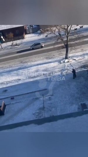 В Тыве стая собак напала на малолетнюю девочку

На видео четко видно, что собаки вцепились на куртку