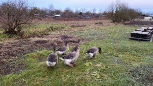 Как я борюсь с лисами 🦊 Ответ на комментарий 🤔