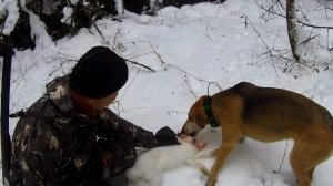 Охота на зайца 29.11.2025. Я посмотрел, сын пострелял.