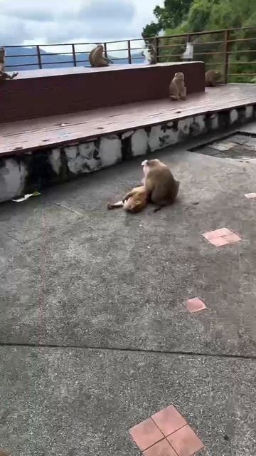 НАЕХАЛ НА МАРТЫШЕК!! смотреть онлайн