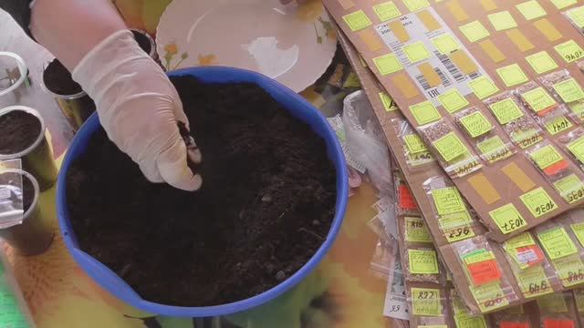 Сею томаты и отвечаю на вопросы зрителей. Здесь же моя собака, моя кошка... Февраль 2022. смотреть онлайн