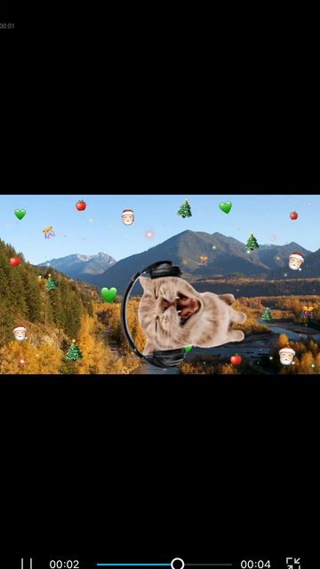 котик кружится смотреть онлайн