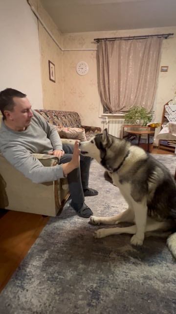 Дай, Брюлик, лапу мне #хаски #щенок #собака #домашниеживотные #БрюликиЛиска #dog смотреть онлайн