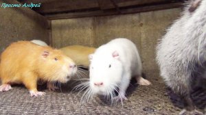 Нутрия разведение  восстановили канал