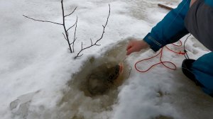 Рыбалка на налима / Кто сказал что пусть проверяет Светлана / Она фортовая поймала большого налима.