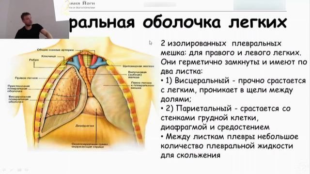 Дыхательная система. Академия йоги смотреть онлайн