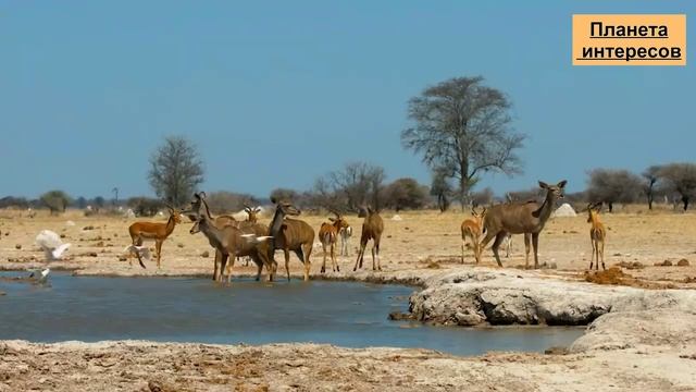 ЖИВОТНЫЕ АФРИКИ для детей смотреть онлайн