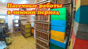 ПАСЕЧНЫЕ РАБОТЫ В ЗИМНИЙ ПЕРИОД.