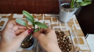 Эпидендрум. Прошёл месяц. Обзор.