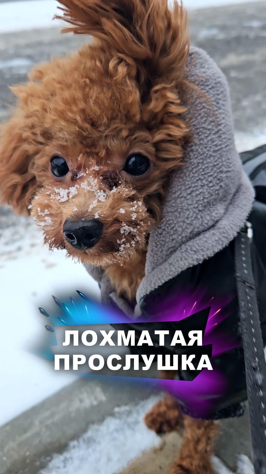 Они всё понимают! #животные смотреть онлайн