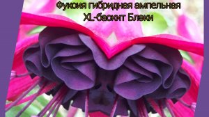 Фуксия укореняется всего за восемь дней как в почве, так и в воде.