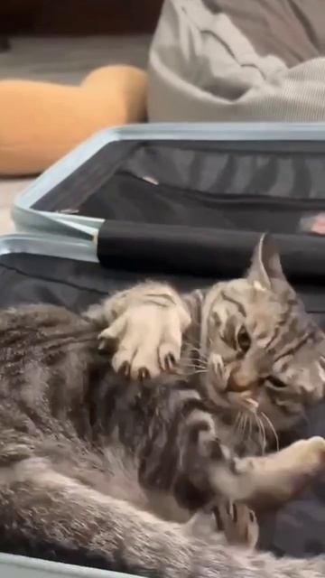 подпишитесь канала😁😁😁😁😁😁