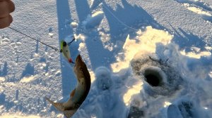 3 декабря 2025 г. Щучка.