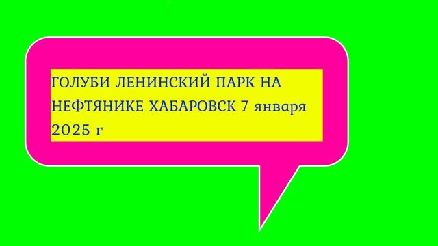 ГОЛУБИ ЛЕНИНСКИЙ ПАРК НА НЕФТЯНИКЕ ХАБАРОВСК 7 января 2025 г (Ролик+Слайд)