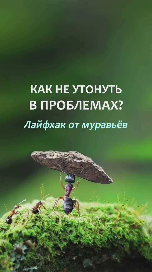 Как не утонуть в проблемах. Лайфхак от муравьев смотреть онлайн