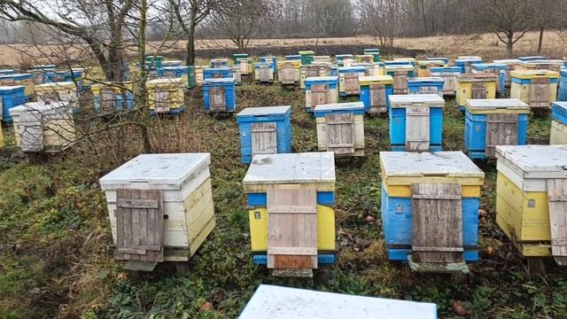 Пасека 3 декабря зимовка пчёл смотреть онлайн