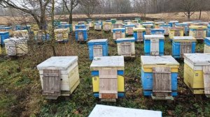 Пасека 3 декабря зимовка пчёл