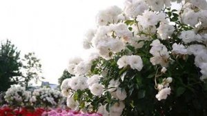 В парке Чаир.