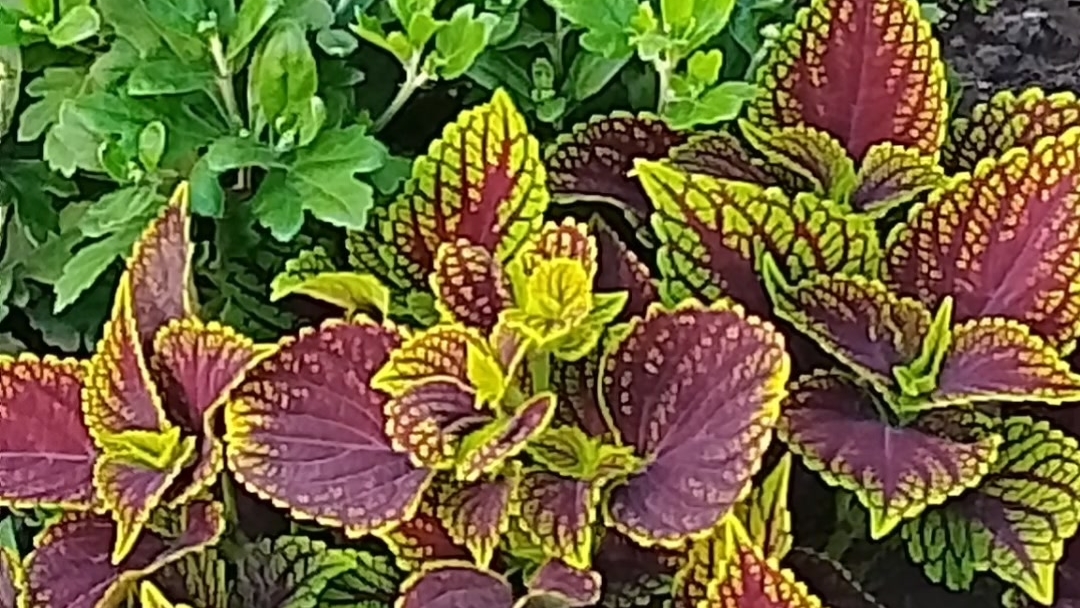 Колеусы. смотреть онлайн