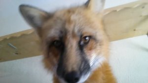 Моя лиса ухаживает за мной по утрам | ASMR - Груминг