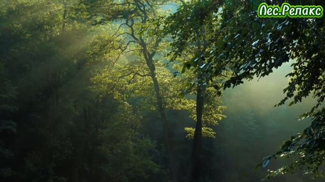 Лес.Релакс. смотреть онлайн