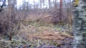 СДЕЛАЛ СОЛОНЕЦ ЗАЙЦУ ,РАЗНЁС ПРИВАДУ ХОРЯМ И ЛИСЕ .НАШЁЛ ПРОВОЛОКУ НА КАПКАН