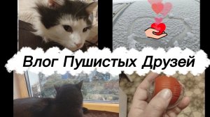 Влог пушистых друзей за 02.12.25.Игрушка отпрыгалась.Гостинцы.