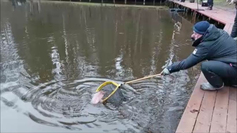 Поимки форели не только на блёсны. Клёвое место, Лосиный остров, спорт-зона. смотреть онлайн
