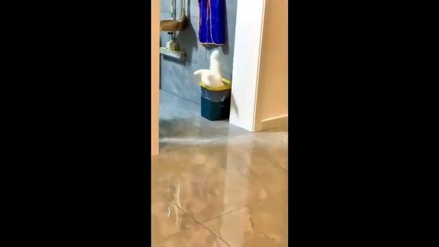 приколы со животными 🤭