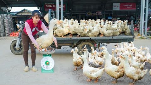 После 4 месяцев выращивания уток можно, отвезти их на местный рынок для продажи. смотреть онлайн