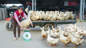 После 4 месяцев выращивания уток можно, отвезти их на местный рынок для продажи.