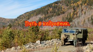 Едем, едем в кедрач...
