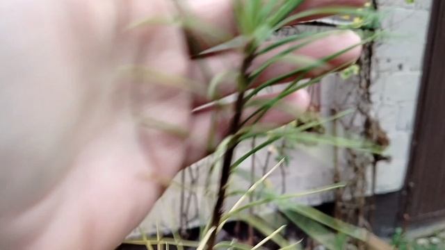 Лиственница из семян крепнет в нашем саду. Осень 2025 смотреть онлайн