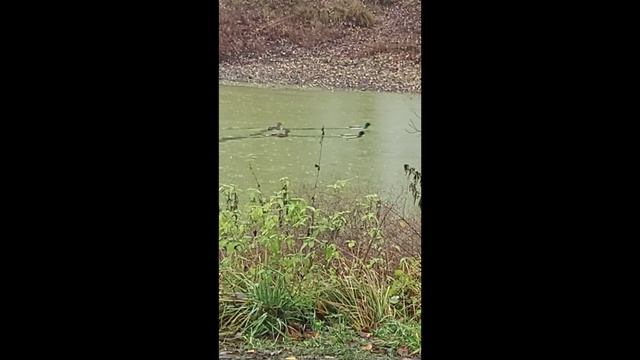 Кряквы_2 смотреть онлайн
