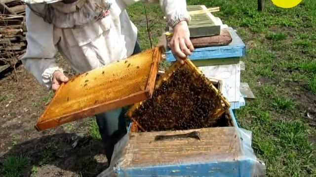 Помещаю матку в однорамочный изолятор #пчеловодство смотреть онлайн