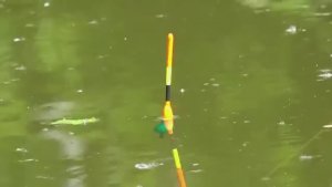 БЕШЕНЫЙ КЛЁВ КАРАСЯ ПО ЗАКАЗУ ЖЕНЫ. НАКОРМИЛ СЕМЬЮ КАРАСЯМИ. Весенняя рыбалка на