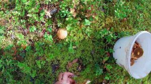 Сбор грибов на Селигере