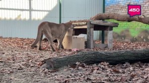 Такое Утро. Елена Кива. Пума.