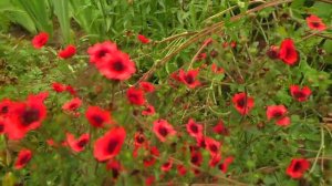 Сад без условий 2025 Удмуртия Фильм ч.1