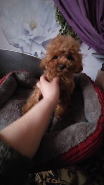 #теддипудель